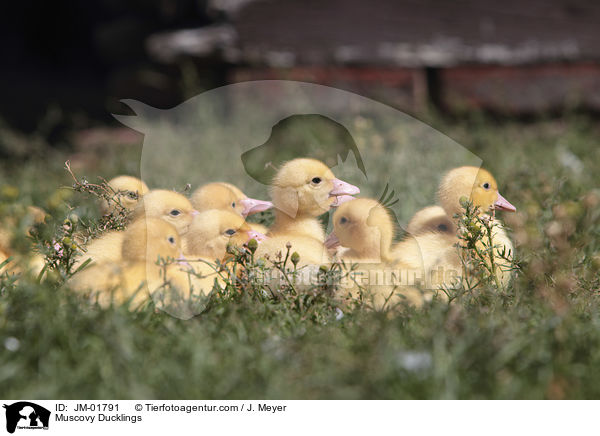 Muscovy Ducklings / JM-01791