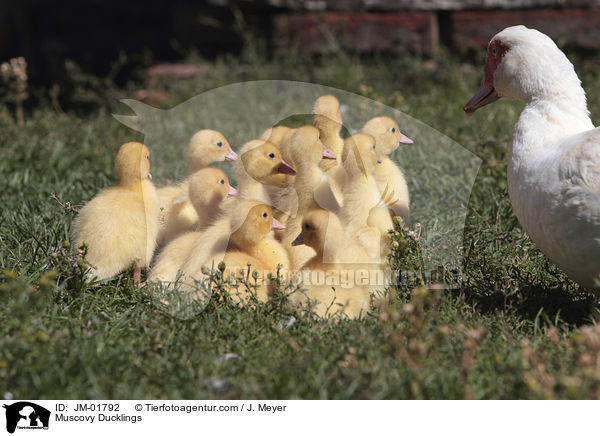 Muscovy Ducklings / JM-01792