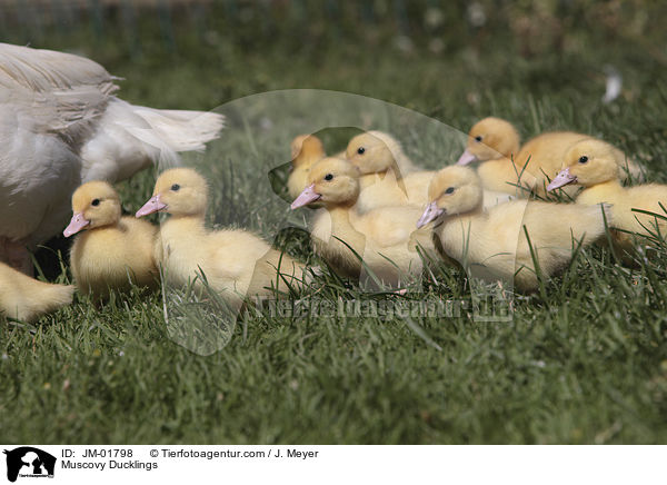 Muscovy Ducklings / JM-01798