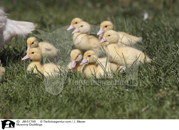 Muscovy Ducklings / JM-01799