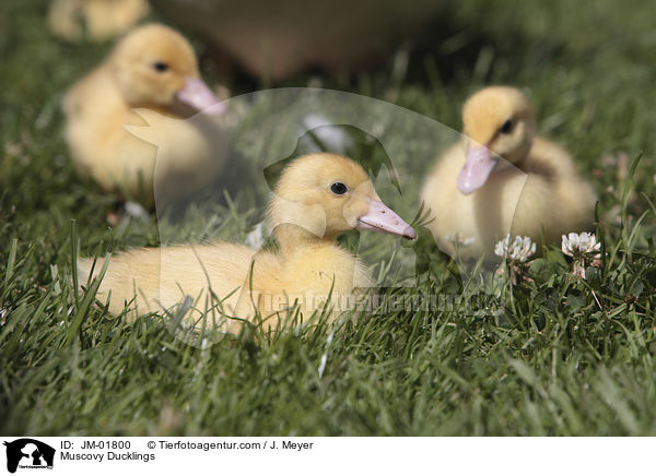 Muscovy Ducklings / JM-01800