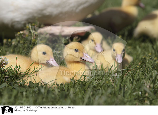 Muscovy Ducklings / JM-01802