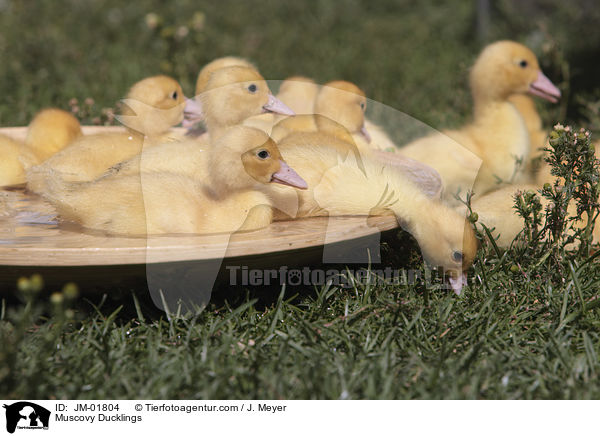 Muscovy Ducklings / JM-01804