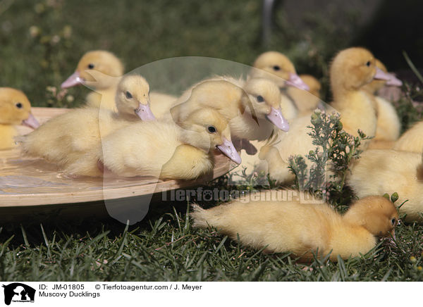 Muscovy Ducklings / JM-01805