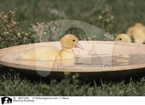 Warzenenten Kken / Muscovy Ducklings / JM-01806