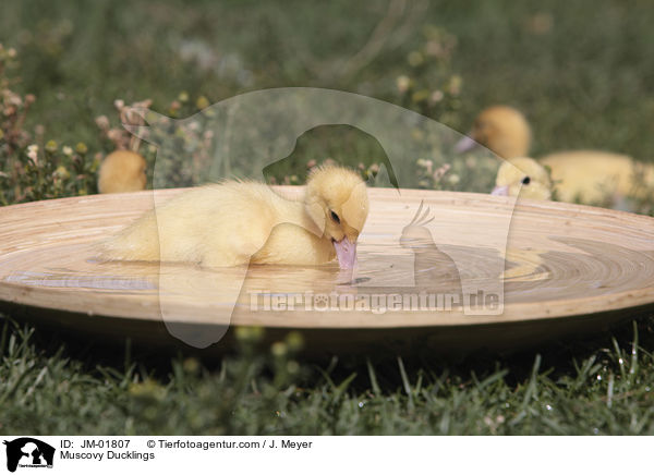 Warzenenten Kken / Muscovy Ducklings / JM-01807