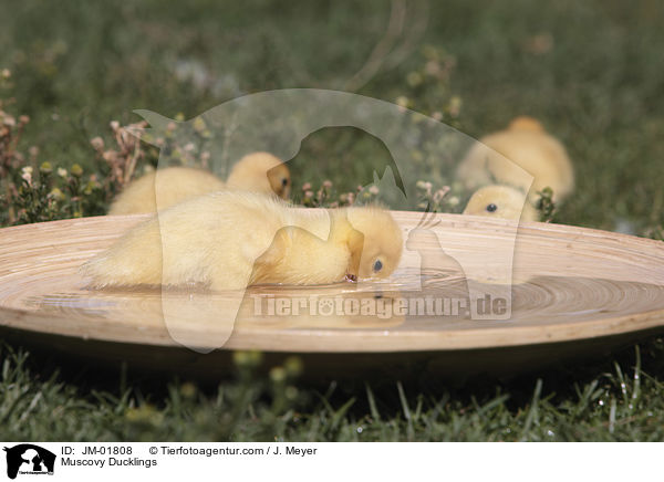 Warzenenten Kken / Muscovy Ducklings / JM-01808