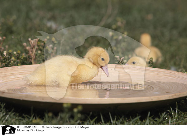 Muscovy Ducklings / JM-01810