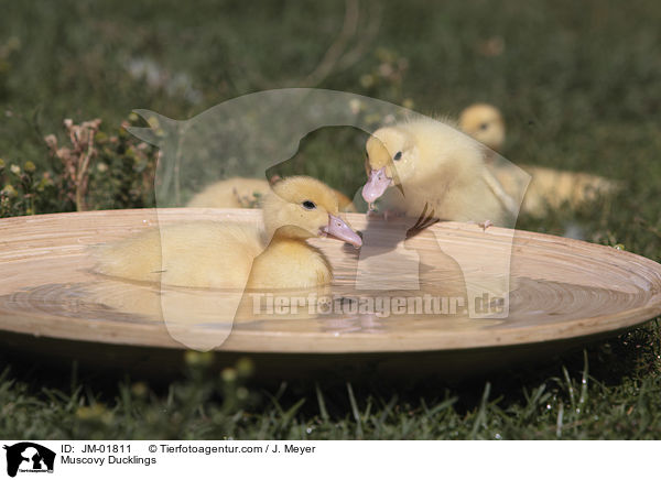 Muscovy Ducklings / JM-01811