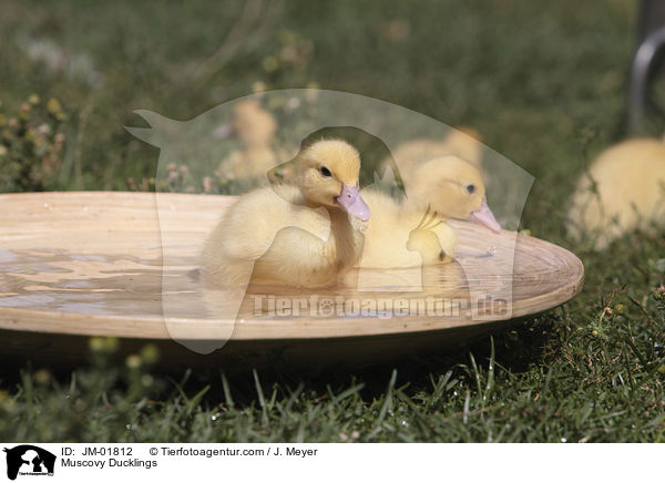 Muscovy Ducklings / JM-01812