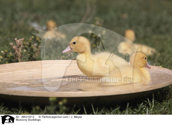 Muscovy Ducklings / JM-01813