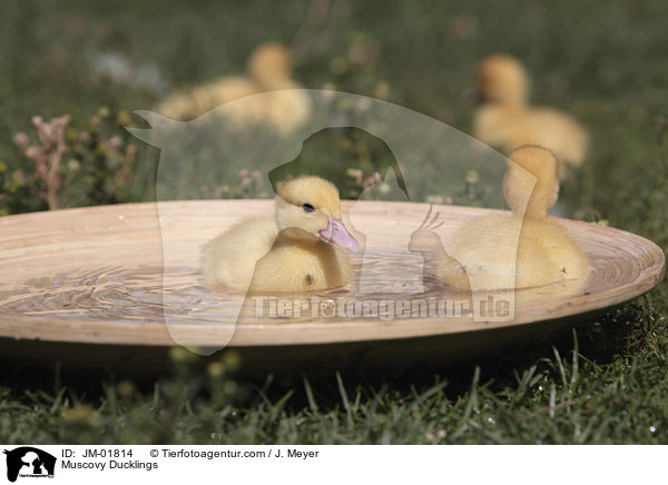 Muscovy Ducklings / JM-01814
