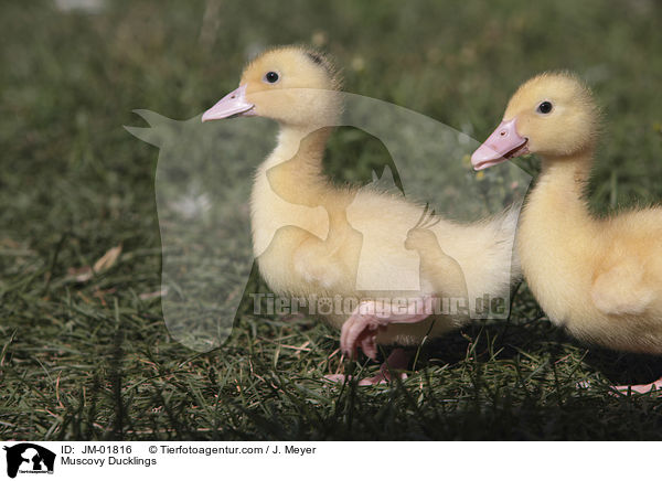 Warzenenten Kken / Muscovy Ducklings / JM-01816