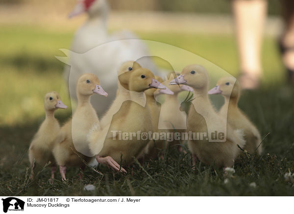 Warzenenten Kken / Muscovy Ducklings / JM-01817