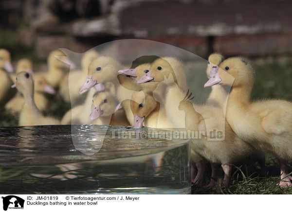 Ducklings bathing in water bowl / JM-01819