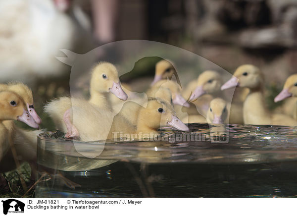 Ducklings bathing in water bowl / JM-01821