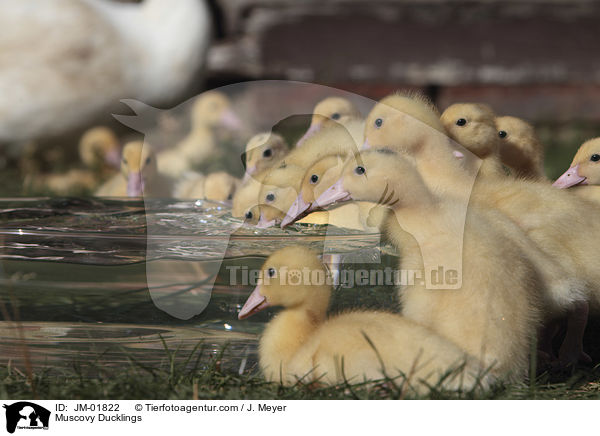 Muscovy Ducklings / JM-01822