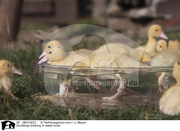 Entchen baden in Wasserschssel / Ducklings bathing in water bowl / JM-01823