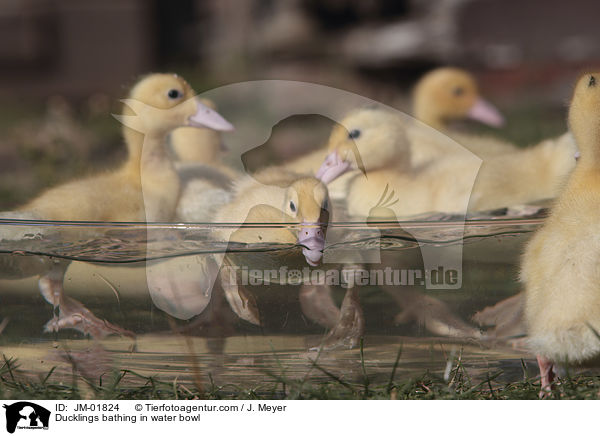 Ducklings bathing in water bowl / JM-01824