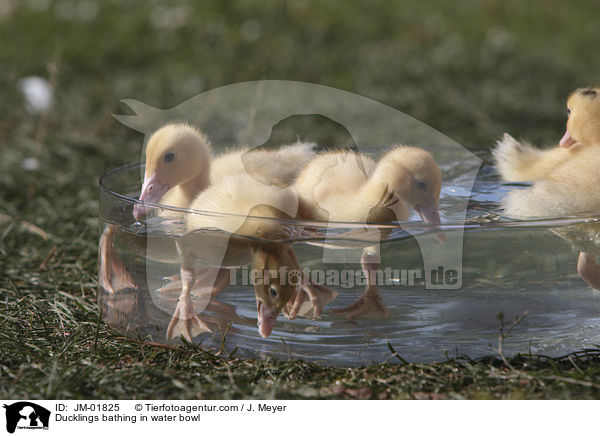 Entchen baden in Wasserschssel / Ducklings bathing in water bowl / JM-01825