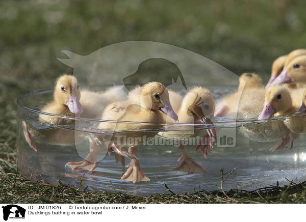 Entchen baden in Wasserschssel / Ducklings bathing in water bowl / JM-01826