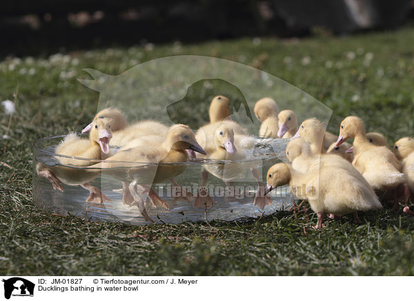 Entchen baden in Wasserschssel / Ducklings bathing in water bowl / JM-01827