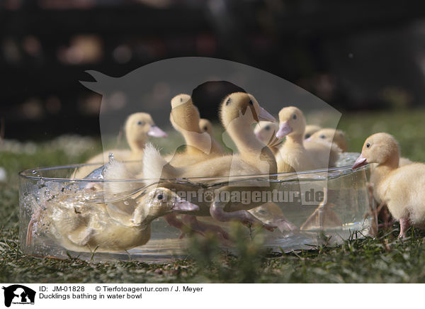 Ducklings bathing in water bowl / JM-01828