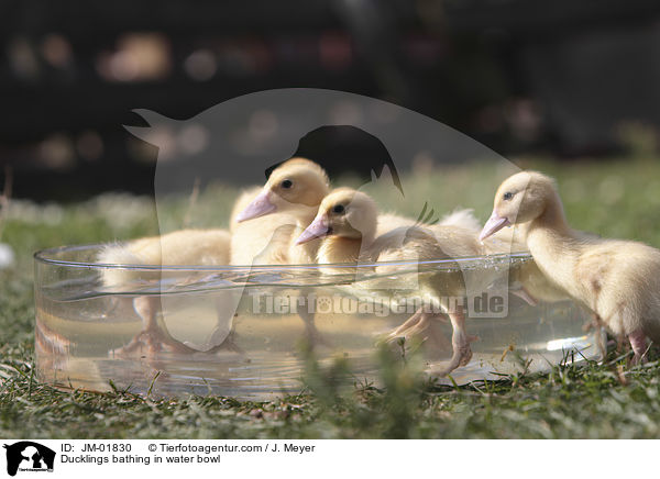 Ducklings bathing in water bowl / JM-01830