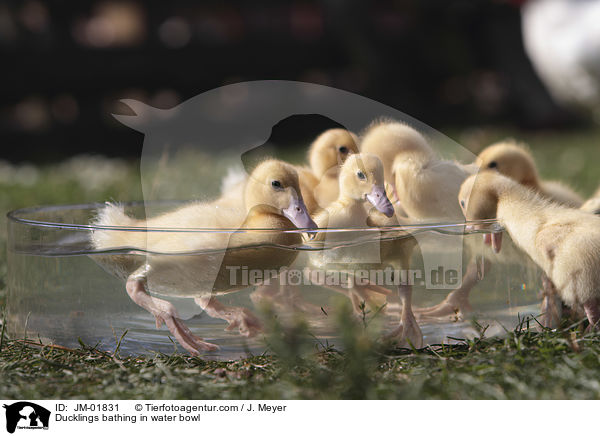Ducklings bathing in water bowl / JM-01831