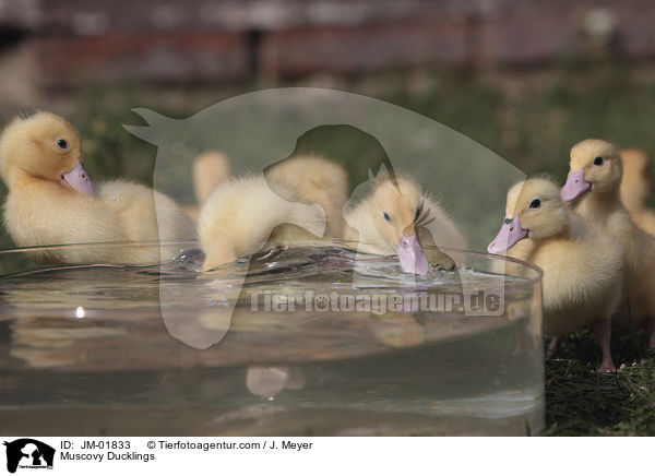 Warzenenten Kken / Muscovy Ducklings / JM-01833