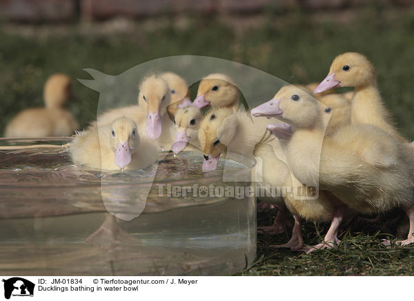 Entchen baden in Wasserschssel / Ducklings bathing in water bowl / JM-01834