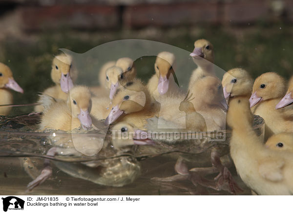 Ducklings bathing in water bowl / JM-01835