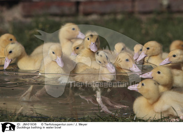 Ducklings bathing in water bowl / JM-01836