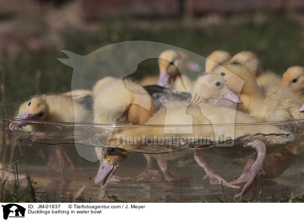 Entchen baden in Wasserschssel / Ducklings bathing in water bowl / JM-01837