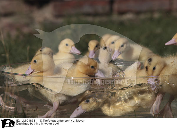 Ducklings bathing in water bowl / JM-01838