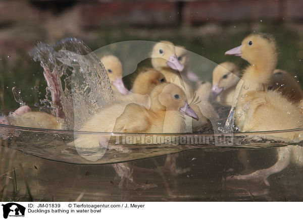 Ducklings bathing in water bowl / JM-01839
