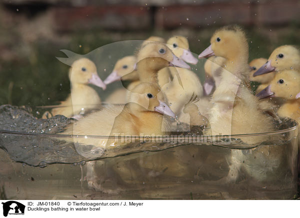 Ducklings bathing in water bowl / JM-01840