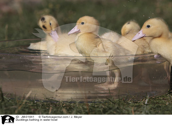 Ducklings bathing in water bowl / JM-01841