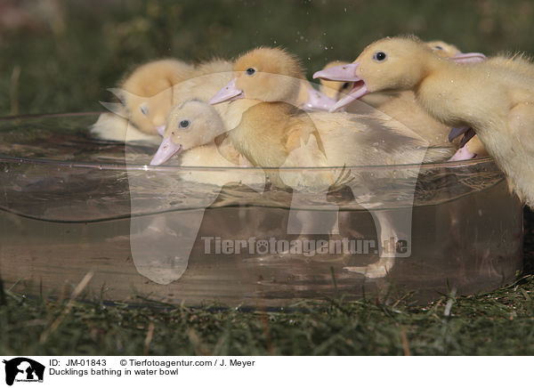 Entchen baden in Wasserschssel / Ducklings bathing in water bowl / JM-01843