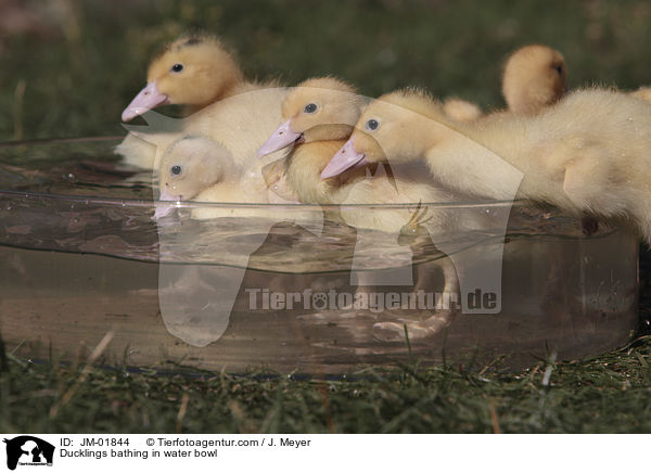 Ducklings bathing in water bowl / JM-01844