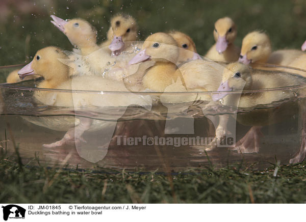Ducklings bathing in water bowl / JM-01845