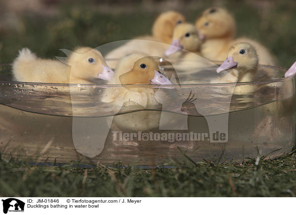Ducklings bathing in water bowl / JM-01846