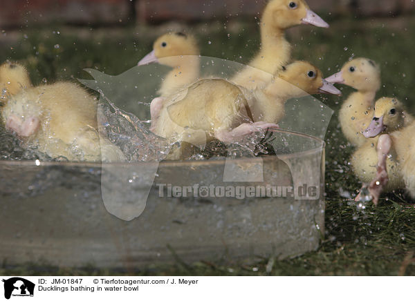 Ducklings bathing in water bowl / JM-01847