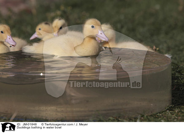 Ducklings bathing in water bowl / JM-01848