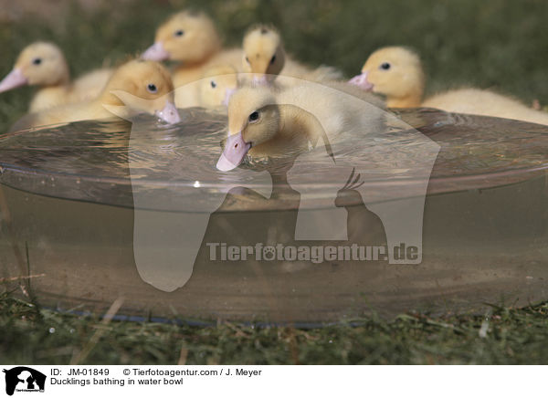 Ducklings bathing in water bowl / JM-01849