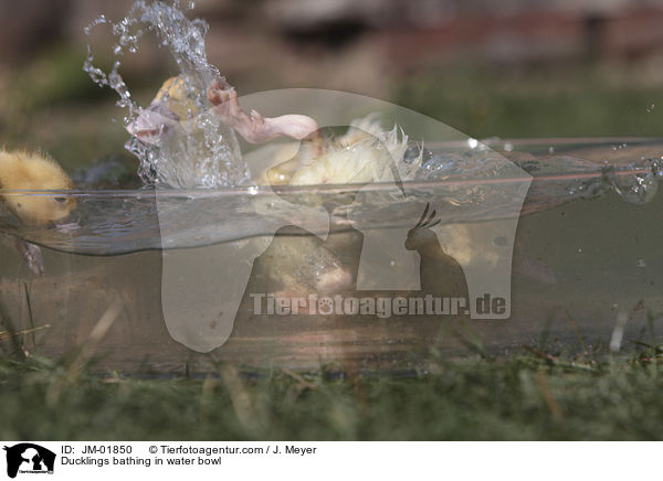 Ducklings bathing in water bowl / JM-01850