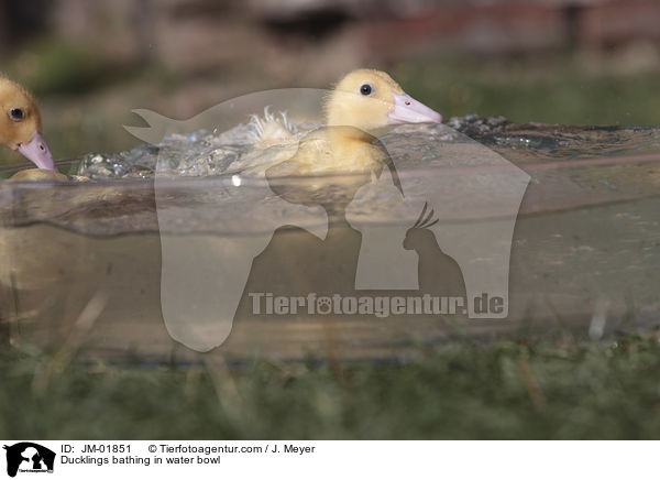 Ducklings bathing in water bowl / JM-01851