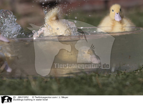 Ducklings bathing in water bowl / JM-01852