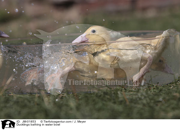 Entchen baden in Wasserschssel / Ducklings bathing in water bowl / JM-01853