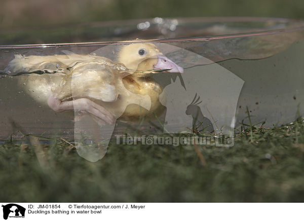 Ducklings bathing in water bowl / JM-01854